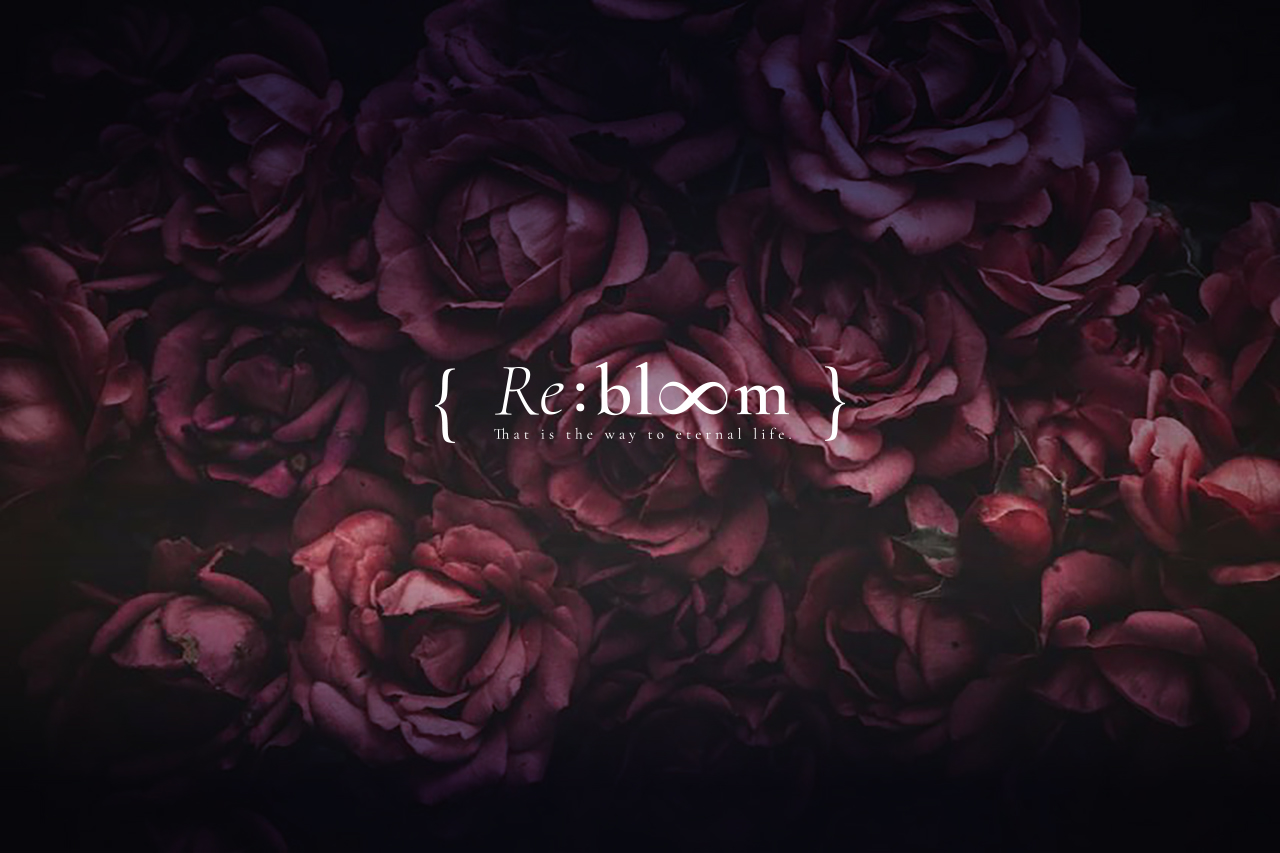 rebloom rose