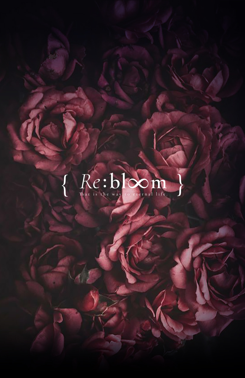 rebloom rose